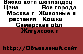 Вяска кота шатландец › Цена ­ 1 000 - Все города, Москва г. Животные и растения » Кошки   . Самарская обл.,Жигулевск г.